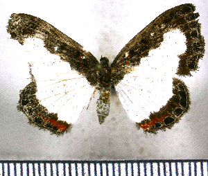  (Nymphidium lenocinium - JFDA2526)  @11 [ ] by-nc-sa (2025) Jean F. Le Crom Jean F. Le Crom