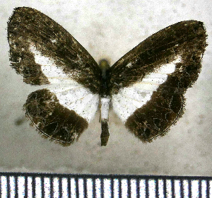  (Nymphidium ariari - JFDA2534)  @11 [ ] by-nc-sa (2025) Jean F. Le Crom Jean F. Le Crom