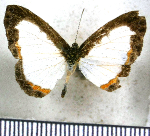  (Nymphidium ninias - JFDA2537)  @11 [ ] by-nc-sa (2025) Jean F. Le Crom Jean F. Le Crom