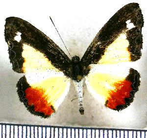  (Nymphidium haematostictum - JFDA2544)  @11 [ ] by-nc-sa (2025) Jean F. Le Crom Jean F. Le Crom