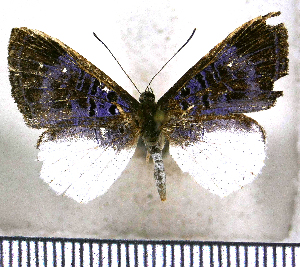  (Livendula violacea - JFDA2576)  @11 [ ] by-nc-sa (2025) Jean F. Le Crom Jean F. Le Crom