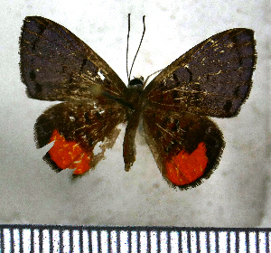  (Hypophylla sudias - JFDA2589)  @11 [ ] by-nc-sa (2025) Jean F. Le Crom Jean F. Le Crom