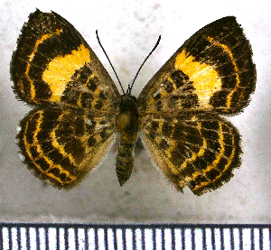  (Calospila martialis - JFDA2592)  @11 [ ] by-nc-sa (2025) Jean F. Le Crom Jean F. Le Crom