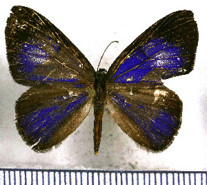  ( - JFDA2615)  @11 [ ] by-nc-sa (2025) Jean F. Le Crom Jean F. Le Crom