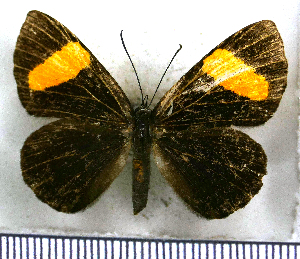  ( - JFDA2616)  @11 [ ] by-nc-sa (2025) Jean F. Le Crom Jean F. Le Crom