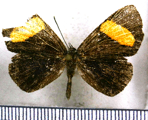  ( - JFDA2617)  @11 [ ] by-nc-sa (2025) Jean F. Le Crom Jean F. Le Crom