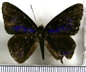  (Setabis velutina - JFDA2618)  @11 [ ] by-nc-sa (2025) Jean F. Le Crom Jean F. Le Crom