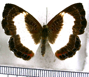  ( - JFDA2642)  @11 [ ] by-nc-sa (2025) Jean F. Le Crom Jean F. Le Crom