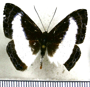  ( - JFDA2643)  @11 [ ] by-nc-sa (2025) Jean F. Le Crom Jean F. Le Crom