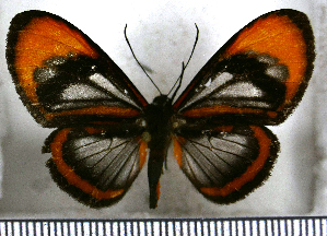 (Ithomeis aurantiaca - JFDA2665)  @11 [ ] by-nc-sa (2025) Jean F. Le Crom Jean F. Le Crom