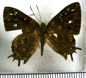  (Sarota subtessellata - JFDA2709)  @11 [ ] by-nc-sa (2025) Jean F. Le Crom Jean F. Le Crom