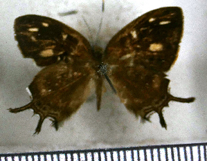  (Sarota neglecta - JFDA2710)  @11 [ ] by-nc-sa (2025) Jean F. Le Crom Jean F. Le Crom