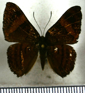  (Emesis cypria guppyi - JFDA2748)  @11 [ ] by-nc-sa (2025) Jean F. Le Crom Jean F. Le Crom