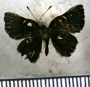  (Symmachia falcistriga - JFDA2800)  @11 [ ] by-nc-sa (2025) Jean F. Le Crom Jean F. Le Crom