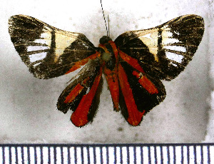  (Symmachia jugurtha - JFDA2805)  @11 [ ] by-nc-sa (2025) Jean F. Le Crom Jean F. Le Crom