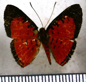  (Symmachia rubrica - JFDA2811)  @11 [ ] by-nc-sa (2025) Jean F. Le Crom Jean F. Le Crom