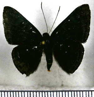  (Pterographium hypochloris - JFDA2817)  @11 [ ] by-nc-sa (2025) Jean F. Le Crom Jean F. Le Crom