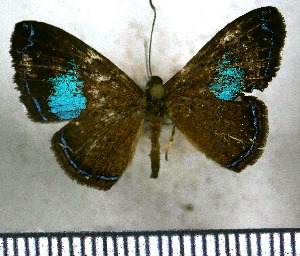 (Argyrogrammana barine - JFDA2822)  @11 [ ] by-nc-sa (2025) Jean F. Le Crom Jean F. Le Crom