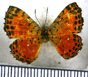  (Argyrogrammana natalita - JFDA2826)  @11 [ ] by-nc-sa (2025) Jean F. Le Crom Jean F. Le Crom