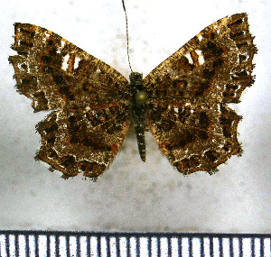  (Calydna venusta - JFDA2938)  @11 [ ] by-nc-sa (2025) Jean F. Le Crom Jean F. Le Crom