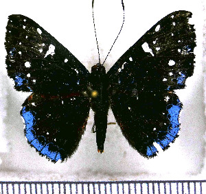  (Calydna jeannea - JFDA2941)  @11 [ ] by-nc-sa (2025) Jean F. Le Crom Jean F. Le Crom