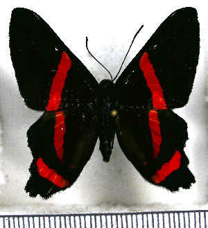  (Ancyluris colubra - JFDA2959)  @11 [ ] by-nc-sa (2025) Jean F. Le Crom Jean F. Le Crom