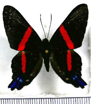  (Ancyluris huascar - JFDA2963)  @11 [ ] by-nc-sa (2025) Jean F. Le Crom Jean F. Le Crom