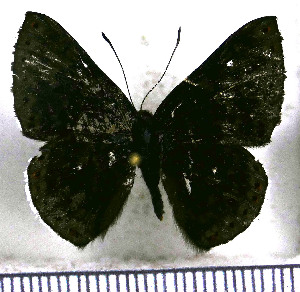  (Exoplisia cadmeis - JFDA2975)  @11 [ ] by-nc-sa (2025) Jean F. Le Crom Jean F. Le Crom