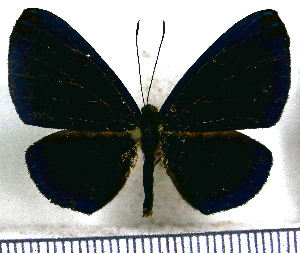  (Metacharis regalis - JFDA2979)  @11 [ ] by-nc-sa (2025) Jean F. Le Crom Jean F. Le Crom