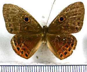  (Eurybia nicaeus - JFDA3006)  @11 [ ] by-nc-sa (2025) Jean F. Le Crom Jean F. Le Crom