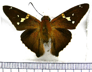  (Epargyreus exadeus exadeus - JFDA3081)  @11 [ ] by-nc-sa (2025) Jean F. Le Crom Jean F. Le Crom