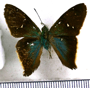  (Cecropterus egregius - JFDA3180)  @11 [ ] by-nc-sa (2025) Jean F. Le Crom Jean F. Le Crom