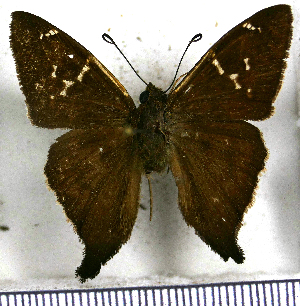 (Cecropterus athesis - JFDA3220)  @11 [ ] by-nc-sa (2025) Jean F. Le Crom Jean F. Le Crom
