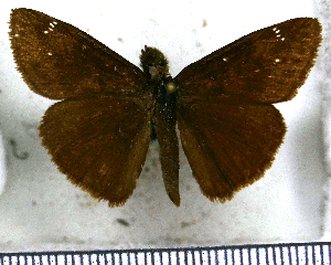  (Typhedanus cajeta - JFDA3230)  @11 [ ] by-nc-sa (2025) Jean F. Le Crom Jean F. Le Crom