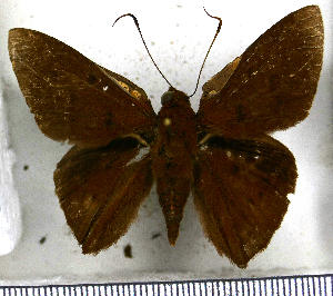  (Dyscophellus ramusis damias - JFDA3266)  @11 [ ] by-nc-sa (2025) Jean F. Le Crom Jean F. Le Crom