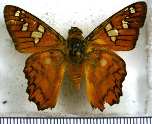  (Myscelus amystis amystis - JFDA3284)  @11 [ ] by-nc-sa (2025) Jean F. Le Crom Jean F. Le Crom