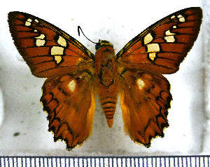  (Myscelus amystis muttra - JFDA3285)  @11 [ ] by-nc-sa (2025) Jean F. Le Crom Jean F. Le Crom