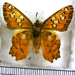  (Myscelus amystis epigona - JFDA3286)  @11 [ ] by-nc-sa (2025) Jean F. Le Crom Jean F. Le Crom