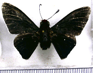  ( - JFDA3313)  @11 [ ] by-nc-sa (2025) Jean F. Le Crom Jean F. Le Crom