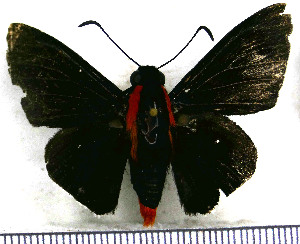  (Pyrrhopyge papius papius - JFDA3314)  @11 [ ] by-nc-sa (2025) Jean F. Le Crom Jean F. Le Crom