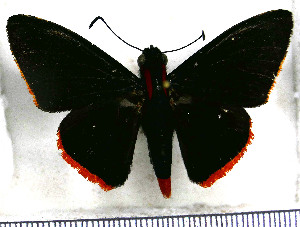  (Pyrrhopyge hadassa hadassa - JFDA3318)  @11 [ ] by-nc-sa (2025) Jean F. Le Crom Jean F. Le Crom