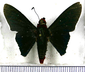  (Microceris dulcinea - JFDA3344)  @11 [ ] by-nc-sa (2025) Jean F. Le Crom Jean F. Le Crom