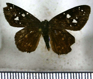  (Celaenorrhinus shema ochra - JFDA3388)  @11 [ ] by-nc-sa (2025) Jean F. Le Crom Jean F. Le Crom