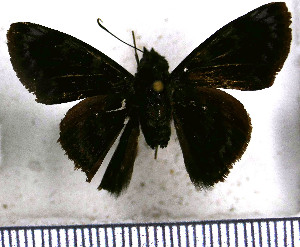  (Pellicia crispus crispus - JFDA3415)  @11 [ ] by-nc-sa (2025) Jean F. Le Crom Jean F. Le Crom
