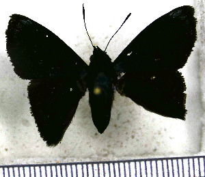  (Pellicia crispus - JFDA3416)  @11 [ ] by-nc-sa (2025) Jean F. Le Crom Jean F. Le Crom