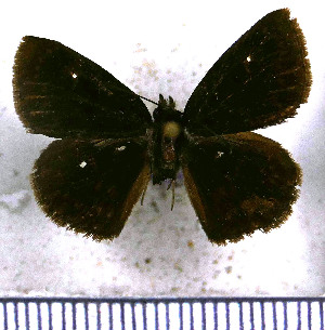  (Viola egra - JFDA3450)  @11 [ ] by-nc-sa (2025) Jean F. Le Crom Jean F. Le Crom