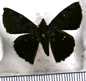  (Pellicia klugi - JFDA3462)  @11 [ ] by-nc-sa (2025) Jean F. Le Crom Jean F. Le Crom