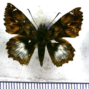  (Noctuana noctua - JFDA3477)  @11 [ ] by-nc-sa (2025) Jean F. Le Crom Jean F. Le Crom