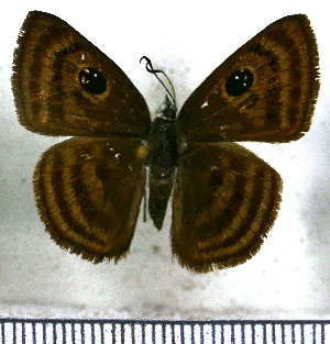  (Cyclosemia lathaea - JFDA3485)  @11 [ ] by-nc-sa (2025) Jean F. Le Crom Jean F. Le Crom