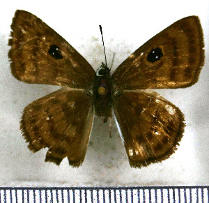  (Cyclosemia lyrcaea - JFDA3487)  @11 [ ] by-nc-sa (2025) Jean F. Le Crom Jean F. Le Crom